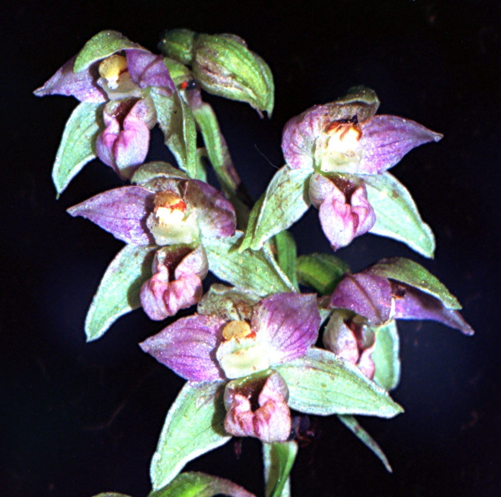 Epipactis nelle Giulie Friulane